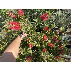 Tyčinkovec kopijovitolistý (Callistemon citrinus) ´LAEVIS´ - výška 30-50 cm, C2L, červený 